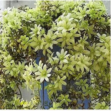 100 seeds Hot Selling Gimax  Clematis Flower Seeds Perennial Plant Garden