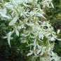 100 seeds Hot Selling Gimax Clematis Flower Seeds Perennial Plant Garden