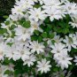 100 seeds Hot Selling Gimax Clematis Flower Seeds Perennial Plant Garden