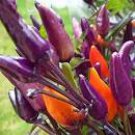 30 seeds Heirloom Colorful Pot Tabasco Hot Pepper ornamental bonsai chili including purple