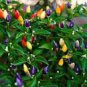 30 seeds Heirloom Colorful Pot Tabasco Hot Pepper ornamental bonsai chili including purple