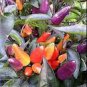 30 seeds Heirloom Colorful Pot Tabasco Hot Pepper ornamental bonsai chili including purple