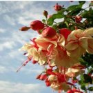 200 seeds Fuchsia Bonsai Garden Balcony Lanterns Flowers