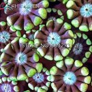 10 seeds Crassula Capitella Thyrsiflora Red Pagoda Succulent Cactus Bonsai