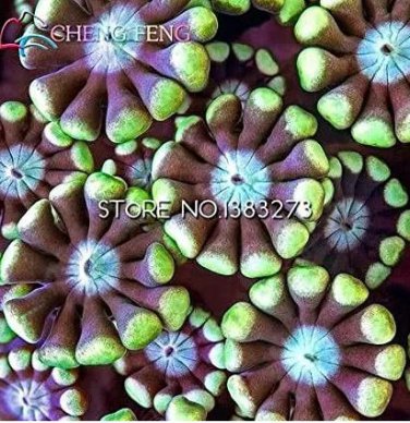 10 seeds Crassula Capitella Thyrsiflora Red Pagoda Succulent Cactus Bonsai