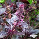 35 seeds Purple Basil Seeds Aromatic Plants Seeds Original Pack