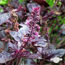 35 seeds Purple Basil Seeds Aromatic Plants Seeds Original Pack