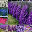 300 seeds Creeping Thyme Bonsai,Rare Color Rock CRESS Plant