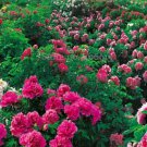 5 seeds Heirloom 'Xuan li' Dark Red White Yellow Rose Red Mixed Peony Tree