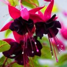 100 seeds Loss Promotion!Purple Double Petals Fuchsia Flores Bonsai Potted Flower