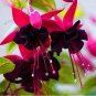 100 seeds Loss Promotion!Purple Double Petals Fuchsia Flores Bonsai Potted Flower