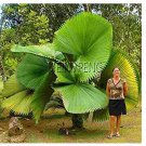 10 seeds  Chinese Fan Palm Bonsai Ornamental Plant Livistona Chinensis Plant