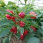 20 seeds Anatolian Tulip Ornamental Pepper Seeds Original Pack
