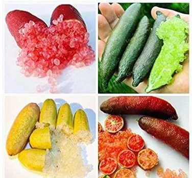 20 seeds Kasuki Novel Finger Limes Citrus Pomegranate Bonsai
