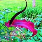 100  seeds Giant Lily Voodoo Lily Plants Potted Bonsai Garden Courtyard