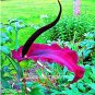 100  seeds Giant Lily Voodoo Lily Plants Potted Bonsai Garden Courtyard