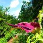 100 seeds Giant Lily Voodoo Lily Plants Potted Bonsai Garden Courtyard