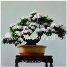 100 seeds Azalea Bonsai Easy to Grow Rhododendron Flower Bonsai