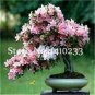 100 seeds Azalea Bonsai Easy to Grow Rhododendron Flower Bonsai