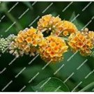 50 seeds New Arrival  Imported Butterfly Bush Bonsai Buddleia Davidii Mix Flower Bonsai