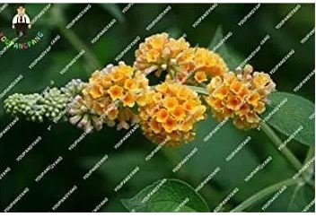 50 seeds New Arrival  Imported Butterfly Bush Bonsai Buddleia Davidii Mix Flower Bonsai