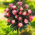 200 seeds Rare MUL-Color Rose Amazingly Beautiful Indoor Rainbow Roses
