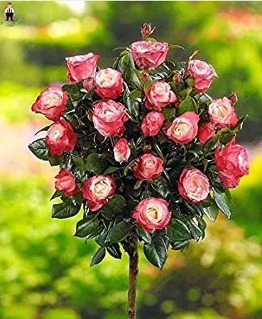 200 seeds Rare MUL-Color Rose Amazingly Beautiful Indoor Rainbow Roses