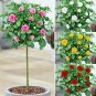 200 seeds Rare MUL-Color Rose Amazingly Beautiful Indoor Rainbow Roses