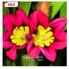 50 seeds Best-Selling!Balcony Potted Flowers Red Sparaxis Tricolor Rose Flowering