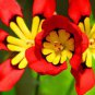 50 seeds Best-Selling!Balcony Potted Flowers Red Sparaxis Tricolor Rose Flowering