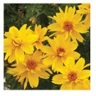 50 seeds Bidens Ferulifolia Golden Eye Flower Garden Home Bonsai Home Garden