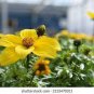 50 seeds Bidens Ferulifolia Golden Eye Flower Garden Home Bonsai Home Garden