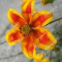 50 seeds Bidens Ferulifolia Golden Eye Flower Garden Home Bonsai Home Garden