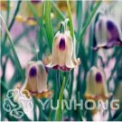 100 seeds Mixed Snake's Head Persian Fritillary Bonsai Fritillaria Meleagris Mixture Bonsai