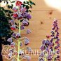 100 seeds Mixed Snake's Head Persian Fritillary Bonsai Fritillaria Meleagris Mixture Bonsai