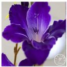 100 seeds Big Violet Gladiolus Bonsai Garden Plants Potted Flowers Orchids Purple