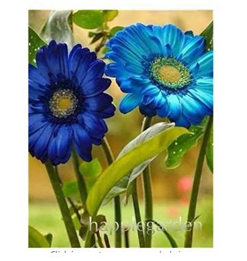 100 seeds Gerbera Daisy Bonsai New Hybrids, Mixed Flower Pot Bonsai