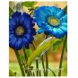 100 seeds Gerbera Daisy Bonsai New Hybrids, Mixed Flower Pot Bonsai