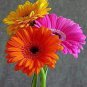 100 seeds Gerbera Daisy Bonsai New Hybrids, Mixed Flower Pot Bonsai