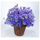 100 seeds Florists Cineraria Bonsai 9 Kind Different Bonsai Flowers Pericallis hybrida