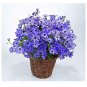 100 seeds Florists Cineraria Bonsai 9 Kind Different Bonsai Flowers Pericallis hybrida