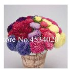 100 seeds Chinese Aster Bonsai (Callistephus)