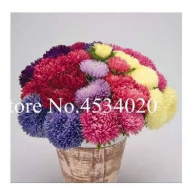 100 seeds Chinese Aster Bonsai (Callistephus)