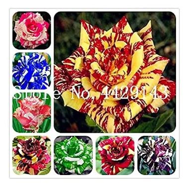 200 seeds Germany Rare Dragon Rose Bonsai Flowering