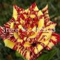 200 seeds Germany Rare Dragon Rose Bonsai Flowering