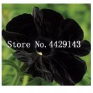 100 seeds  Rare Star Petunia Blue Bonsai Garden and Patio Potted Plant Morning Glory Flowers