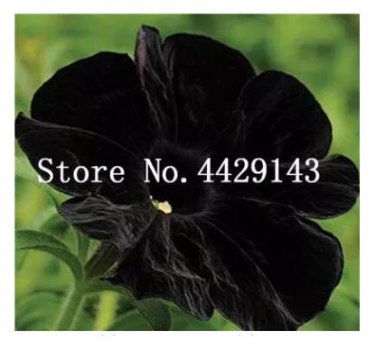100 seeds  Rare Star Petunia Blue Bonsai Garden and Patio Potted Plant Morning Glory Flowers