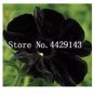 100 seeds  Rare Star Petunia Blue Bonsai Garden and Patio Potted Plant Morning Glory Flowers