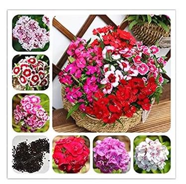 100 seeds Multicolored Carnation Bonsai Potted Flowers