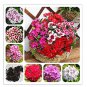100 seeds Multicolored Carnation Bonsai Potted Flowers